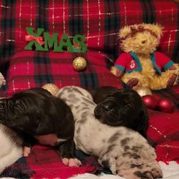 Great Dane and Yorkshire Terrier Puppies from Chuck City Danes