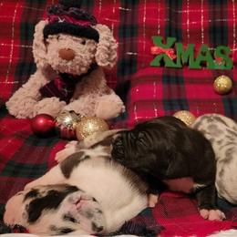 Great Dane and Yorkshire Terrier Puppies from Chuck City Danes