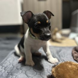 Rat Terrier Puppies from Simpson Family retrievers and Rattes