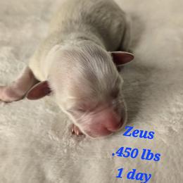 Zeus - White male Havanese puppy in Trinity, Alabama from Tooties Cuties Havanese