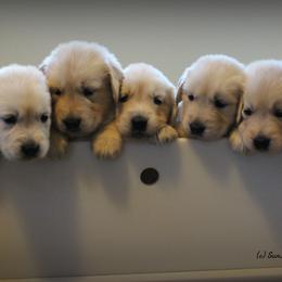Golden Retriever Puppies from SunKissed Golden Retrievers
