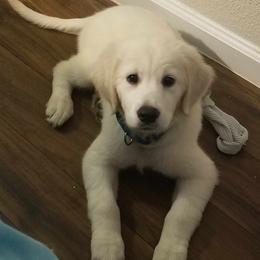 Golden Retriever Puppies from Danielle Kemper