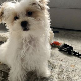 Havanese puppies from Rosewood Kennels