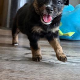 BTG - Black tri female Miniature Australian Shepherd puppy in Bethany, Illinois from Rachel at Marrowbone Creek Aussies