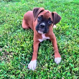 Boxer puppies from Epitome Boxers