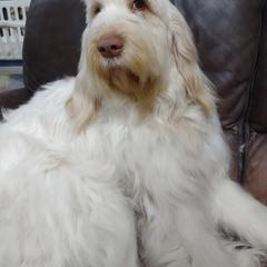 Treasure - Spinone Italiano