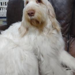 Treasure - Spinone Italiano