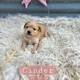 Cinder - female Cavapoochon puppy in Bullard, Texas from Cavapoochon Central LLC