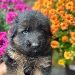 Arctic - Black and red male German Shepherd puppy in Graham, Washington from Wildeflecken Shepherds