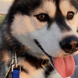 Siberian Huskies from Shinko Siberians