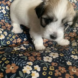 Coton de Tulear Puppies from Catawba Cotons