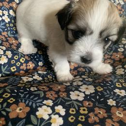Coton de Tulear Puppies from Catawba Cotons