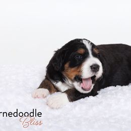 Bernedoodle Puppies from Bernedoodle Bliss