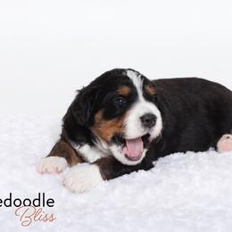 Bernedoodle Puppies from Bernedoodle Bliss