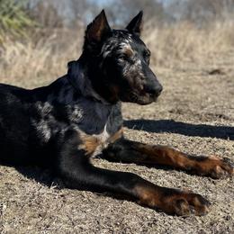 Beauceron and Doberman Pinscher Puppies from Elitehaus