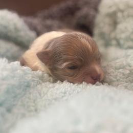 Chase (lavender) - Blue and white male Chihuahua puppy in Seneca, Missouri from Stephanie’s Puppy Colony