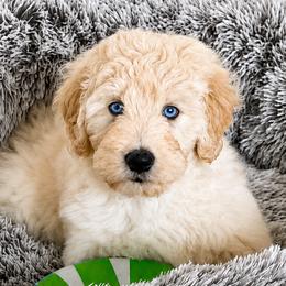 Aussiedoodles, Australian Mountain Doodles, Bernedoodles, and Miniature American Shepherds from Rose Creek Mini Aussies and doodles