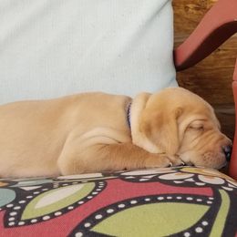 Labrador Retriever Puppies from Canyon River Outfitters