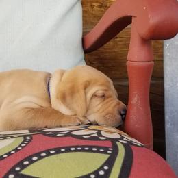Labrador Retriever Puppies from Canyon River Outfitters