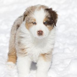 Australian Shepherd Puppies from Out West Aussies