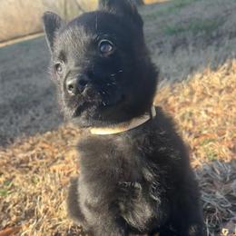 German Shepherd puppies from Ray Ranch, LLC