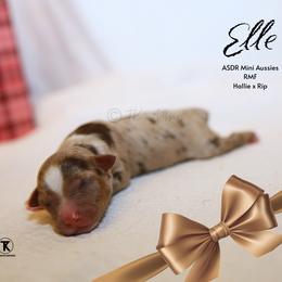 RMF - Red merle female Miniature Australian Shepherd puppy in Nacogdoches, Texas from TK Standard, Mini, & Toy Aussies