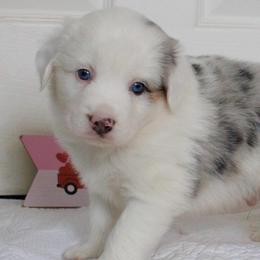Boy 2 - Blue merle male Australian Shepherd puppy in Burkesville, Kentucky from Bline’s Awesome Aussies & Doxies at the Bline Family Farm