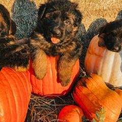French Bulldog and German Shepherd Puppies from Iron Rim