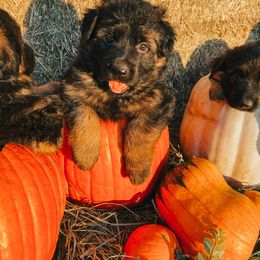French Bulldog and German Shepherd Puppies from Iron Rim