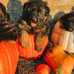 French Bulldog and German Shepherd Puppies from Iron Rim