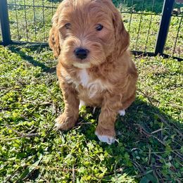 Goldendoodle Puppies from Duck River Goldendoodles
