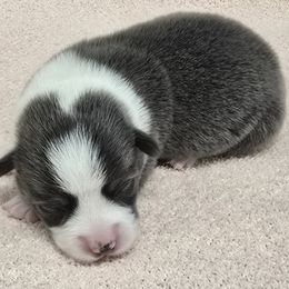 BLADE - Gray and white male American Corgi puppy in Walker, Iowa from Double K Corgis