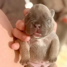 Waffles - Blue fawn male French Bulldog puppy in Opelika, Alabama from Fancy Face Frenchies