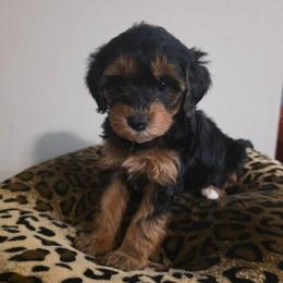 Fendi (Traditional) - Black and gold female Yorkipoo puppy in Duncan, South Carolina from Sonshine Yorkies