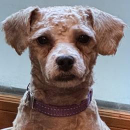 Charlie - Poodle