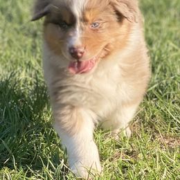 Australian Shepherd Puppies from Rolling Hills Australian Shepherds