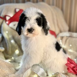 BOO - black parti phantom girl - Black and white female Bernedoodle puppy in Lookout, California from Remington Kennels, LLC