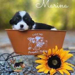 Marina - Black and white female American Corgi puppy in Cameron, North Carolina from Butts Family Corgis