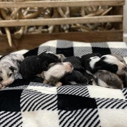 Miniature Australian Shepherds from Jones Mini Aussies