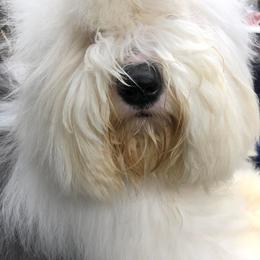 Old English Sheepdog All Grown Up from Redings Retreat