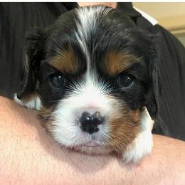 Girl 1 - female Cavalier King Charles Spaniel puppy in Mesa, Arizona from Bubble-ishous Cavaliers, Cavapoos and Portadoodles