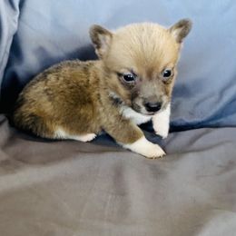 Boy 2 - Sable male Pembroke Welsh Corgi puppy in Oklahoma from DRB Australian Shepherds