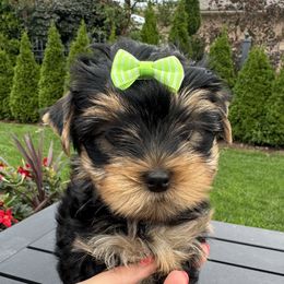 Yorkshire Terrier Puppies from Yorkie Puppies Redwood Ranch Chicago