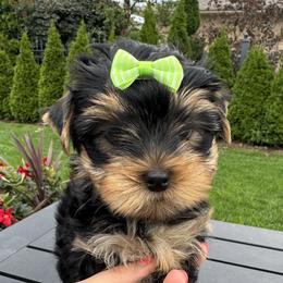 Yorkshire Terrier Puppies from Yorkie Puppies Redwood Ranch Chicago