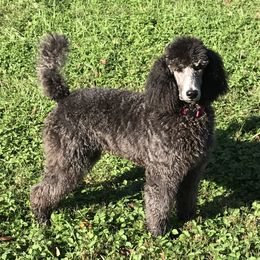 Poodles from Sumner Hill Farm Poodles