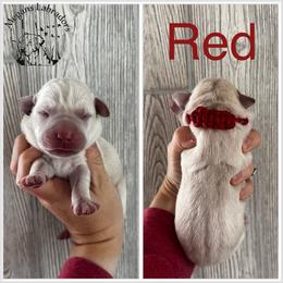 Red - Yellow male Dilute Retriever puppy in Ste. Genevieve, Missouri from Megans Labradors