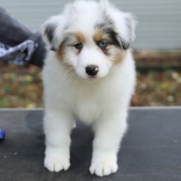 Australian Shepherd Puppies from Mezzo Australian Shepherds