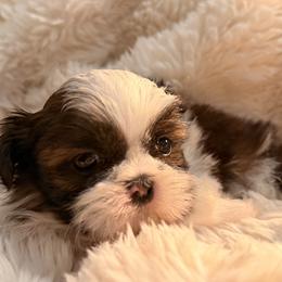 Pumpkin - Tricolor male Shih Tzu puppy in Peoria, Arizona from Jodi’s Shihtzus