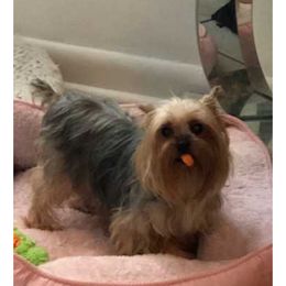 Chloe - Yorkshire Terrier