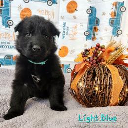 Girl 5 - Black German Shepherd puppy in Ocala, Florida from Guardian Shepherds